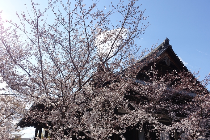 京都桜速報2019_21　No26