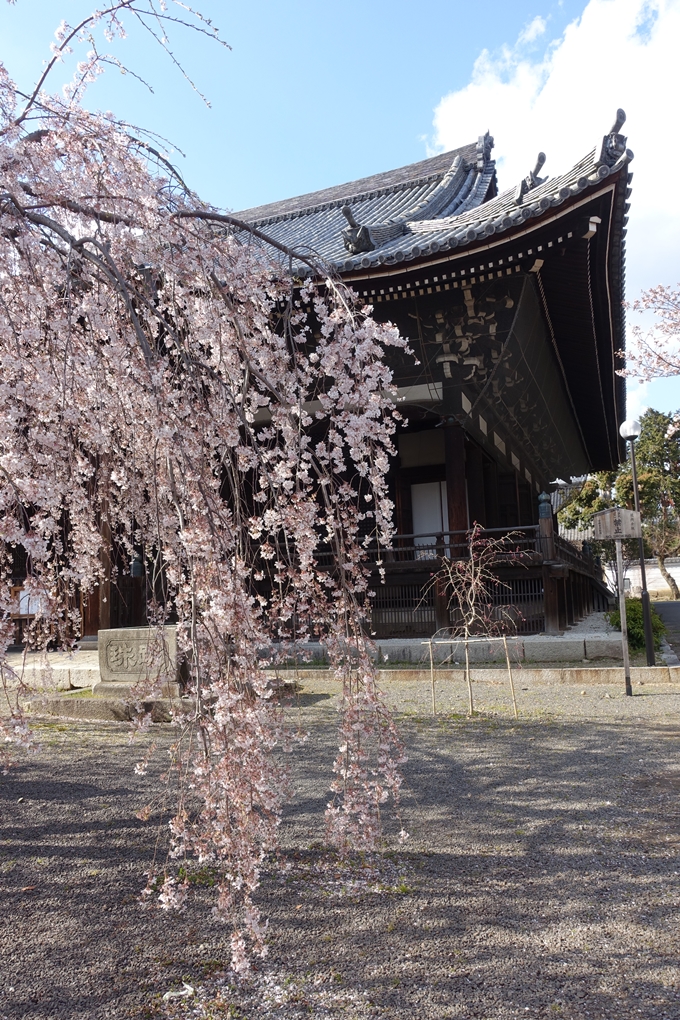 京都桜速報2019_21　No27