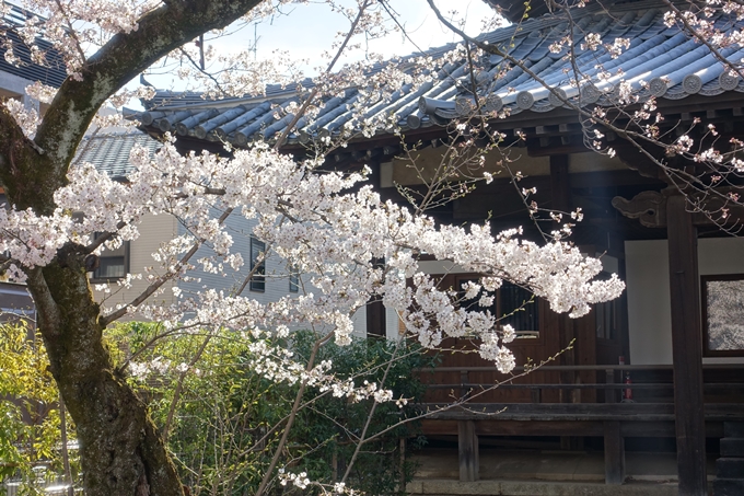 京都桜速報2019_21　No28