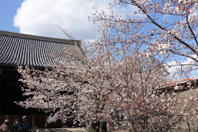 京都桜速報2019_21　No29