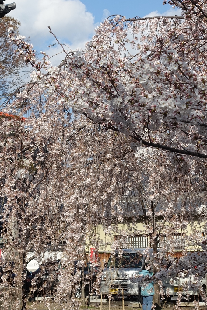 京都桜速報2019_21　No31