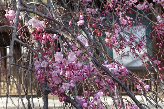 京都桜速報2019_21　No32