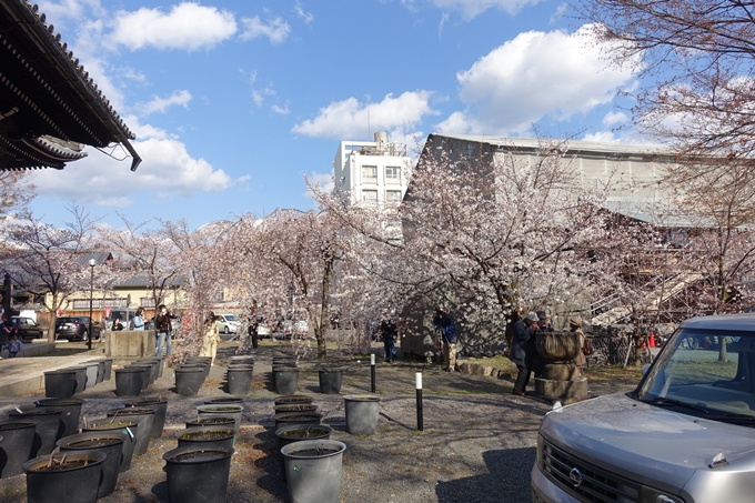 京都桜速報2019_21　No33