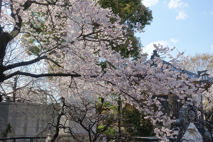 京都桜速報2019_21　No54