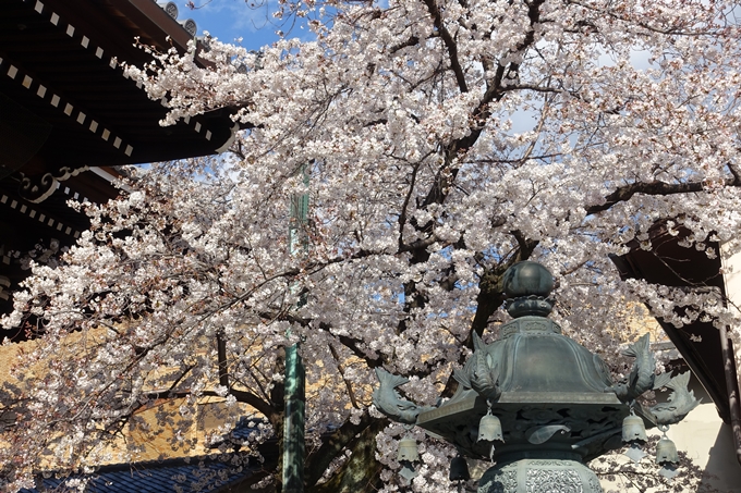 京都桜速報2019_21　No39