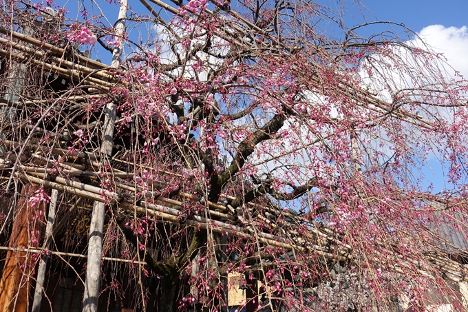 京都桜速報2019_21　No40