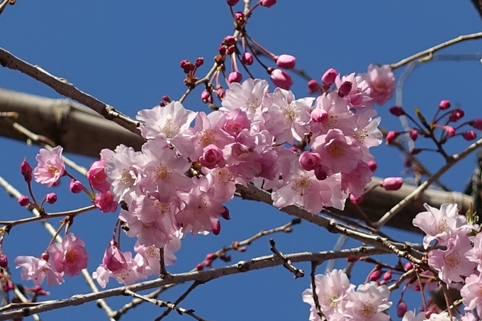 京都桜速報2019_21　No41