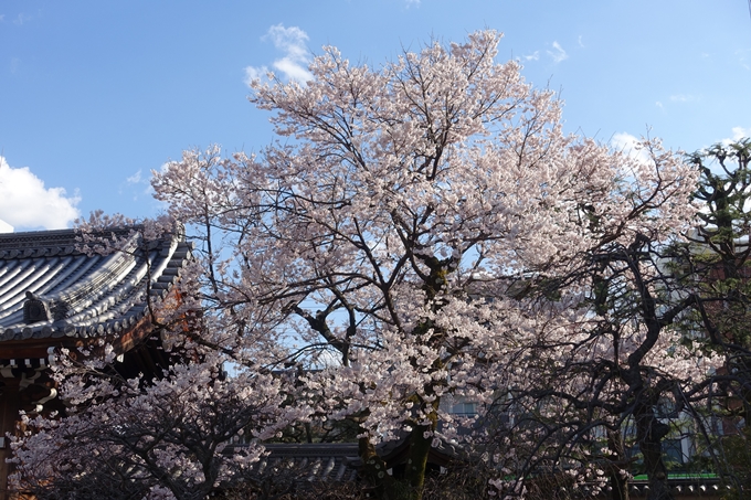 京都桜速報2019_21　No43