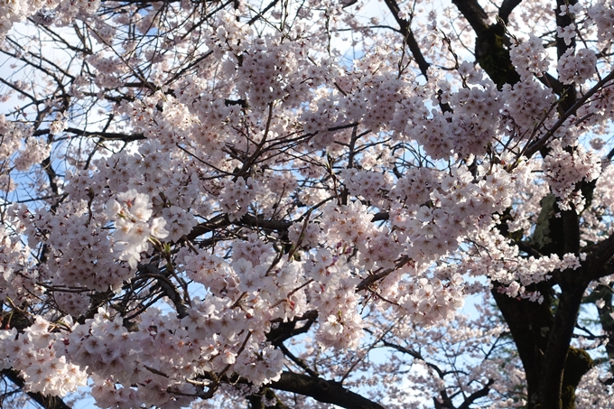 京都桜速報2019_21　No44