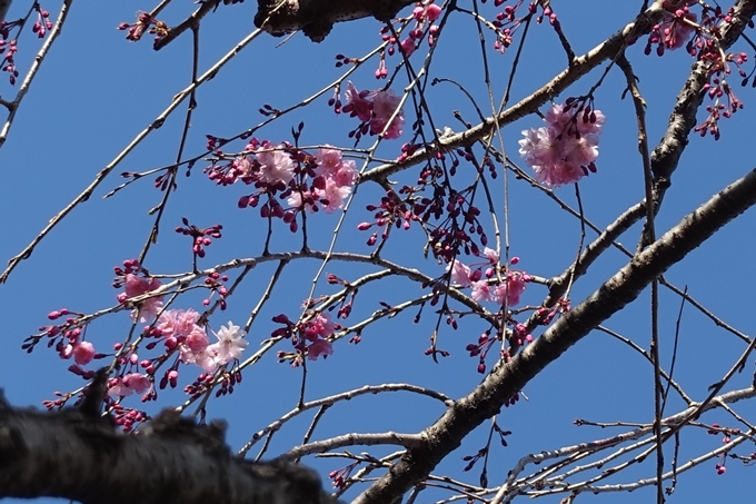 京都桜速報2019_21　No49