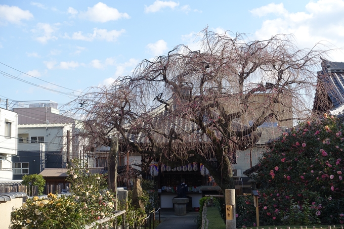 京都桜速報2019_21　No52