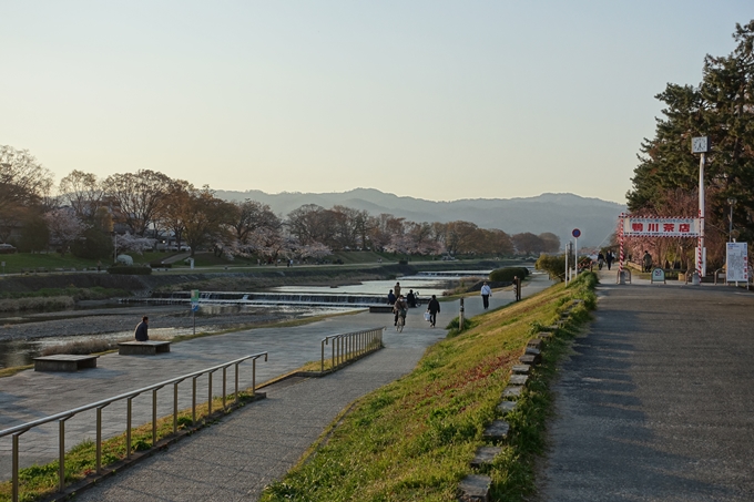 京都桜速報2019_22　No4