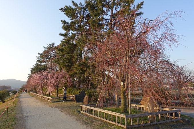 京都桜速報2019_22　No5