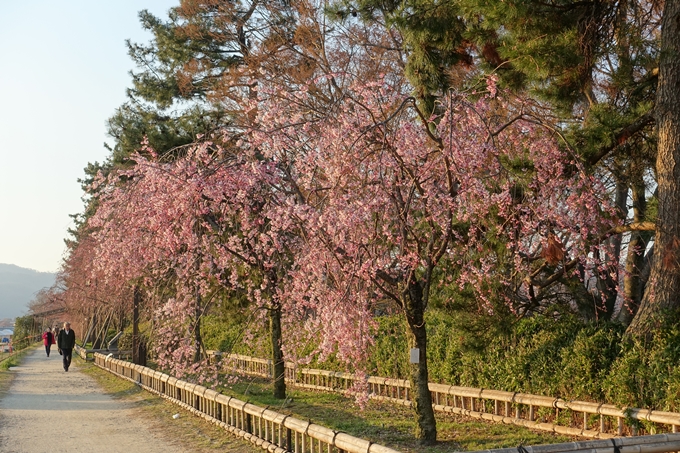 京都桜速報2019_22　No6