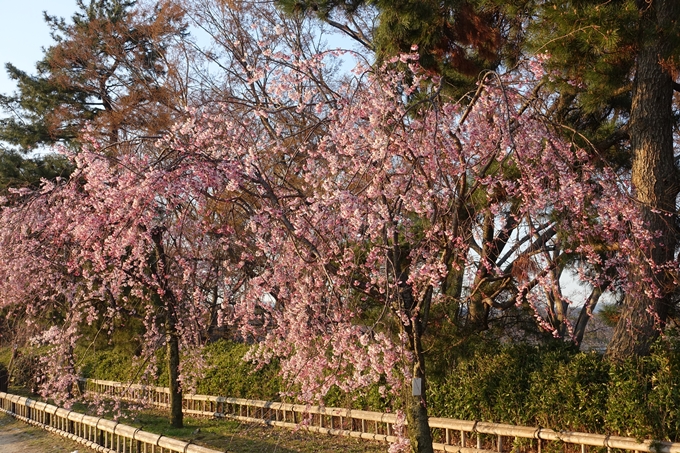 京都桜速報2019_22　No7