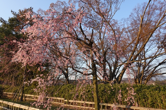 京都桜速報2019_22　No8