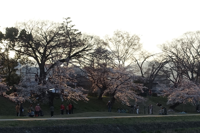 京都桜速報2019_22　No10