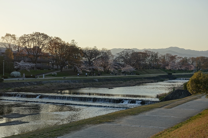 京都桜速報2019_22　No11