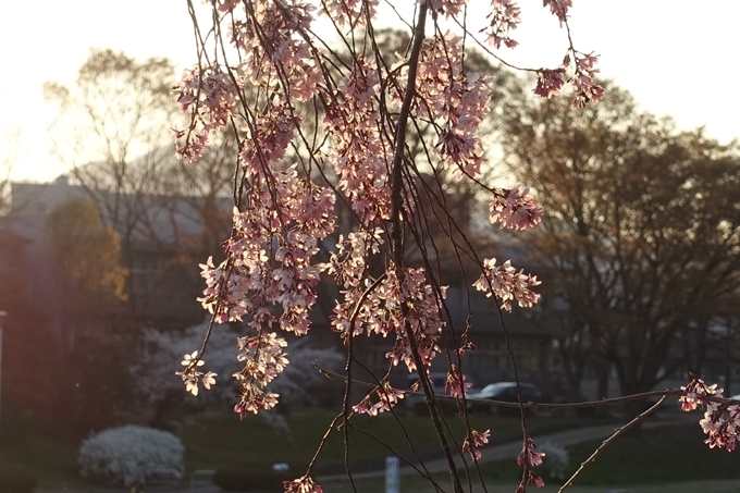 京都桜速報2019_22　No12