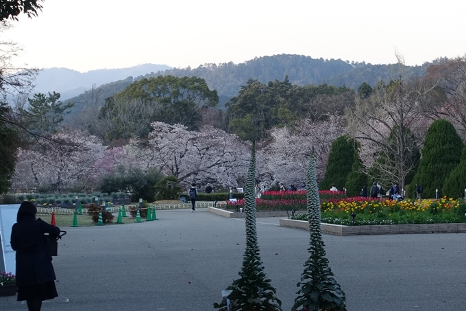 京都桜速報2019_23　No3