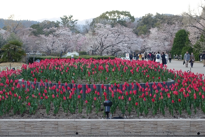 京都桜速報2019_23　No5