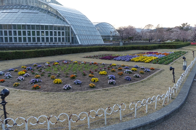 京都桜速報2019_23　No6