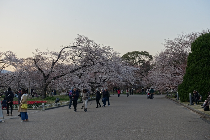 京都桜速報2019_23　No7