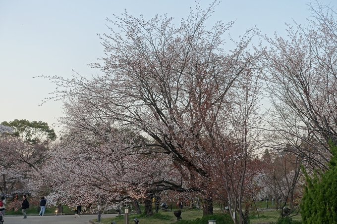 京都桜速報2019_23　No8