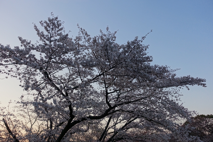 京都桜速報2019_23　No9