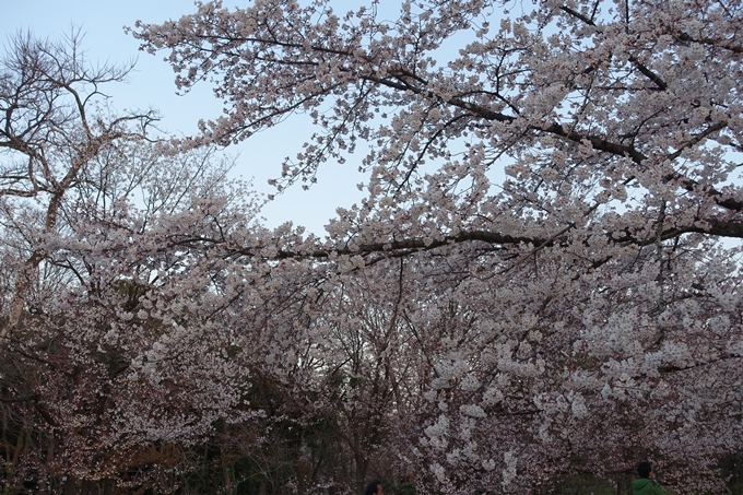 京都桜速報2019_23　No10