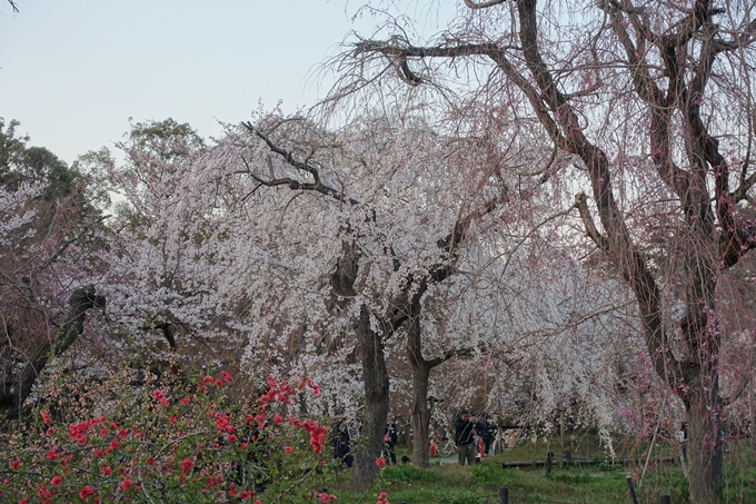 京都桜速報2019_23　No11