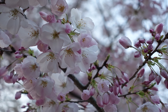 京都桜速報2019_23　No12