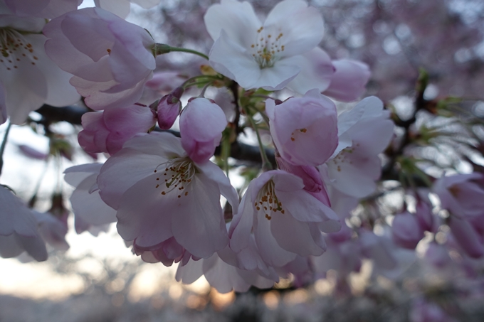 京都桜速報2019_23　No13