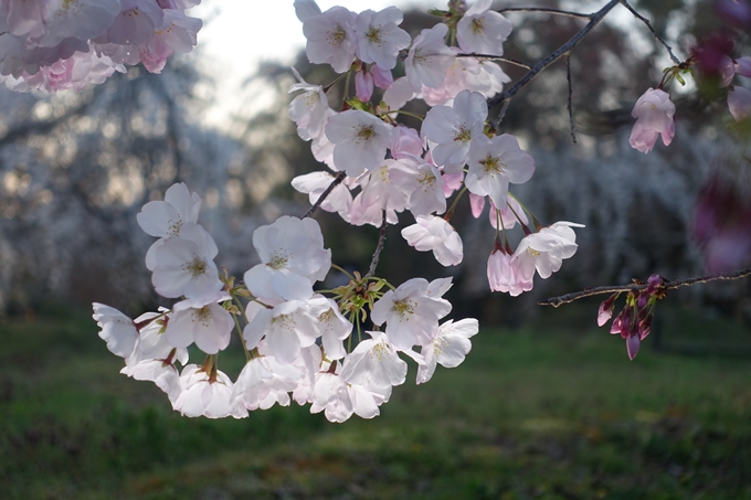 京都桜速報2019_23　No14