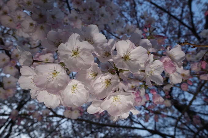 京都桜速報2019_23　No15