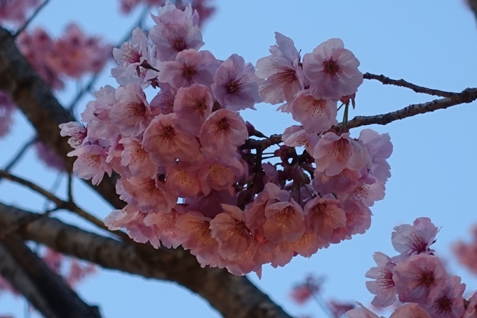 京都桜速報2019_23　No17