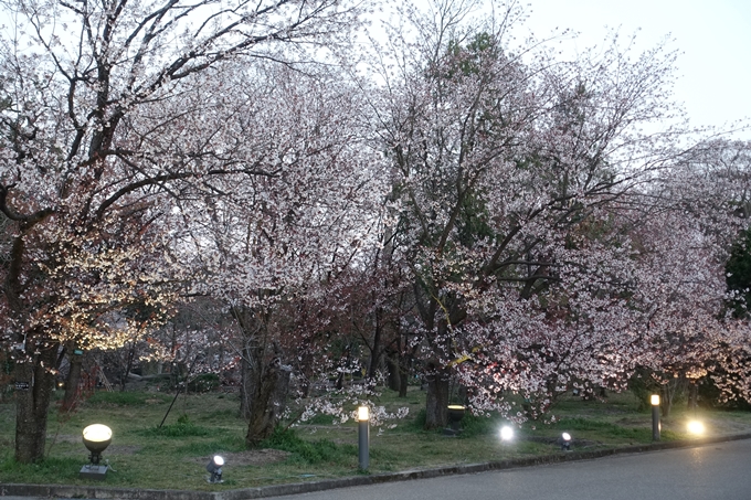 京都桜速報2019_23　No18