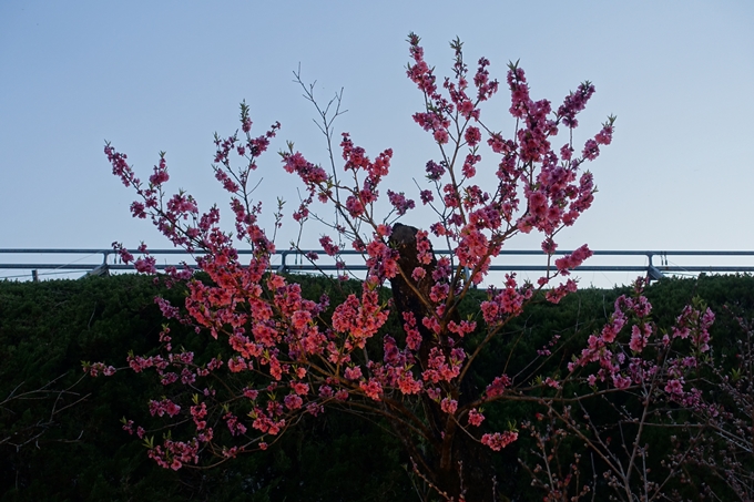 京都桜速報2019_23　No20