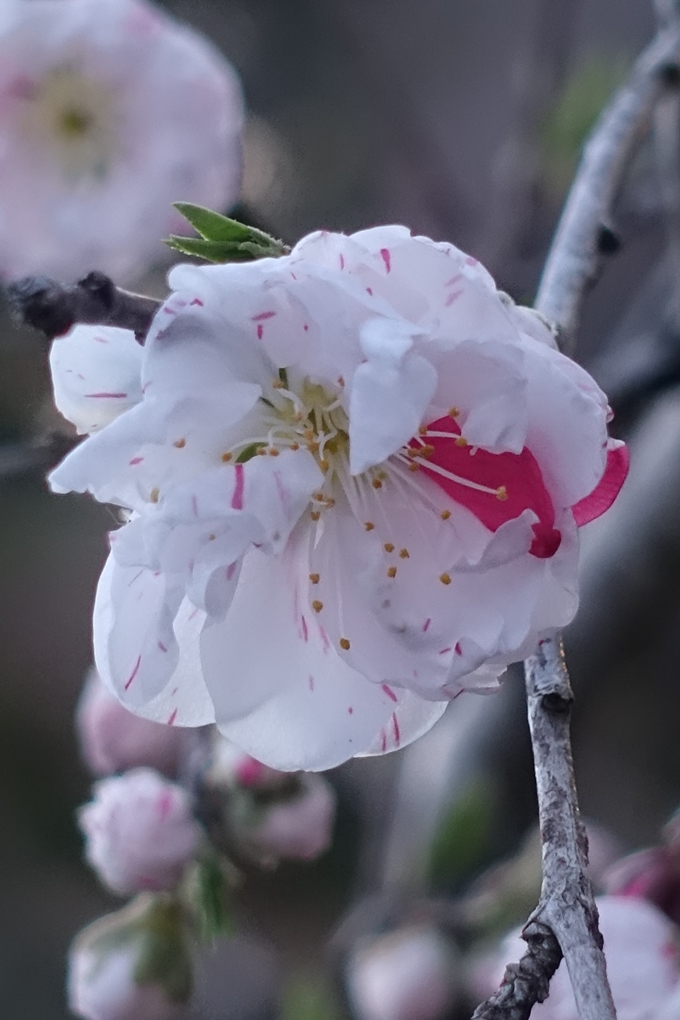 京都桜速報2019_23　No21