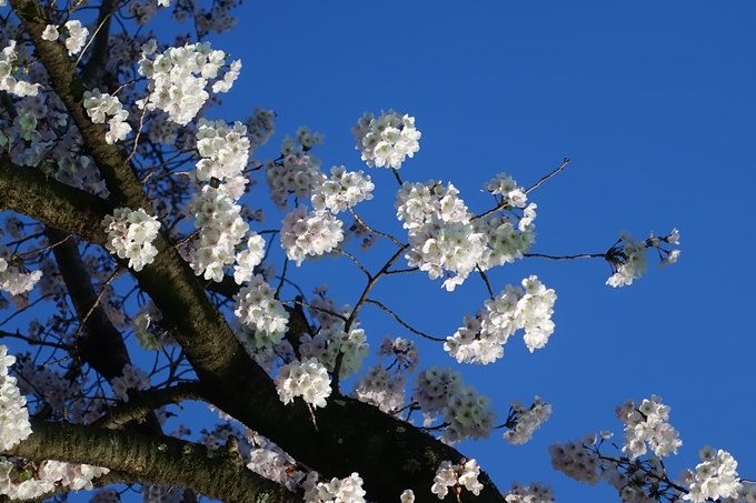 京都桜速報2019_23　No22