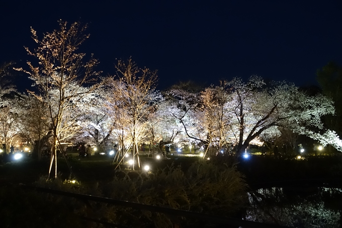 京都桜速報2019_23　No23