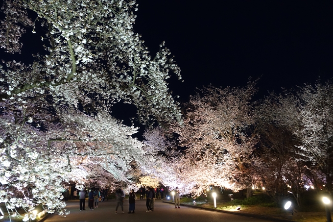 京都桜速報2019_23　No24