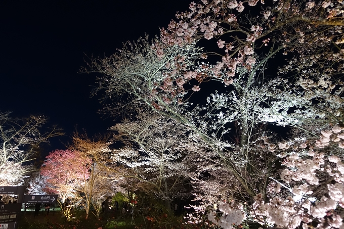 京都桜速報2019_23　No26