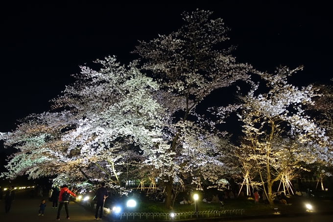 京都桜速報2019_23　No27