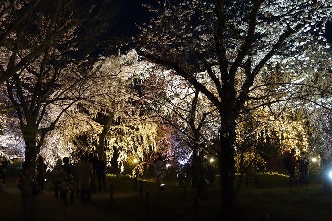 京都桜速報2019_23　No29