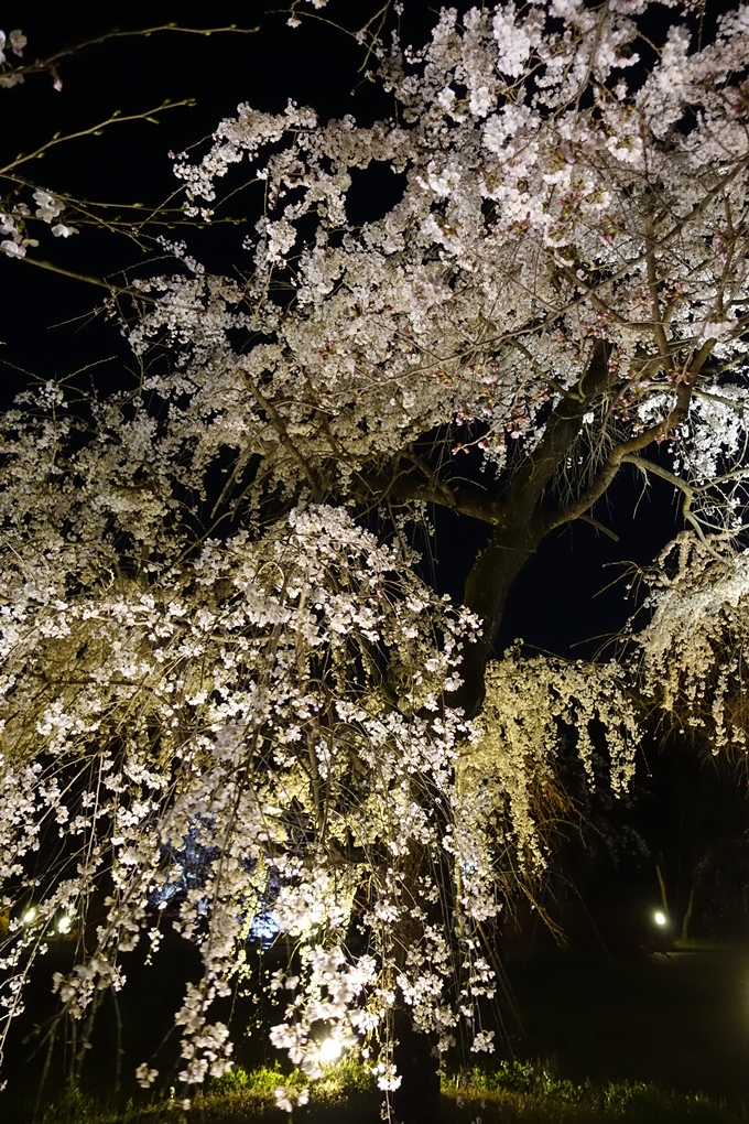 京都桜速報2019_23　No30