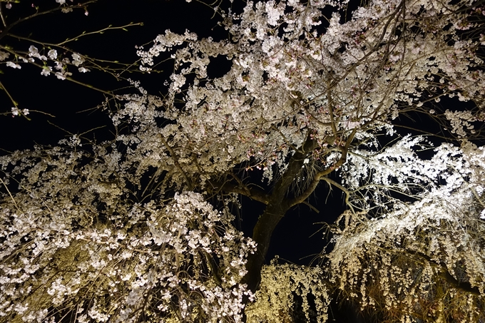 京都桜速報2019_23　No31