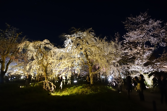 京都桜速報2019_23　No32