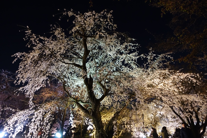 京都桜速報2019_23　No33