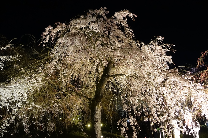 京都桜速報2019_23　No34